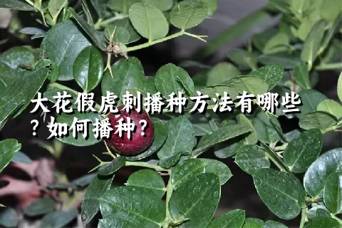 大花假虎刺播种方法有哪些？如何播种？