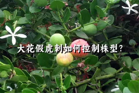 大花假虎刺如何控制株型？