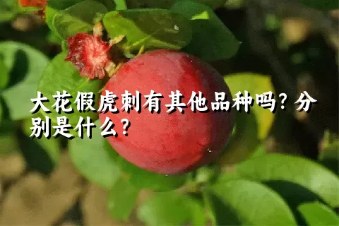 大花假虎刺有其他品种吗？分别是什么？