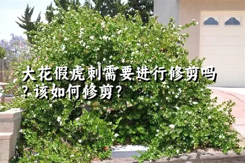 大花假虎刺需要进行修剪吗？该如何修剪？