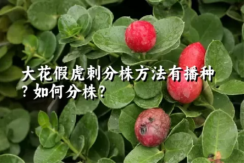 大花假虎刺分株方法有播种？如何分株？