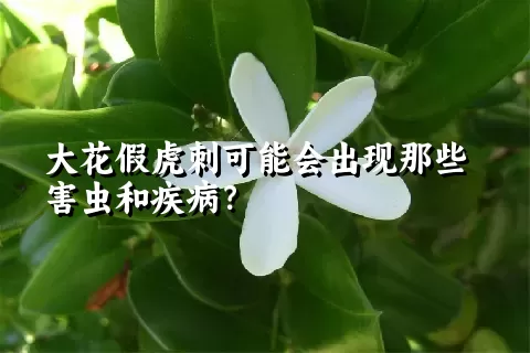 大花假虎刺可能会出现那些害虫和疾病？