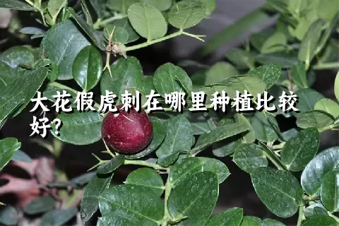 大花假虎刺在哪里种植比较好？