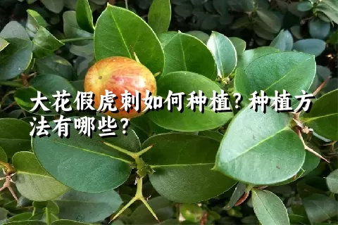 大花假虎刺如何种植？种植方法有哪些？