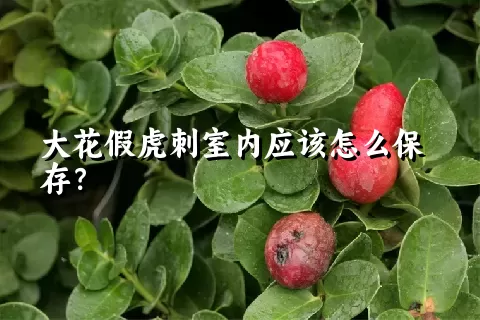 大花假虎刺室内应该怎么保存？