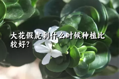 大花假虎刺什么时候种植比较好？