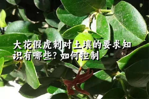 大花假虎刺对土壤的要求知识有哪些？如何控制