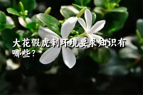 大花假虎刺环境要求知识有哪些？