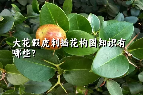 大花假虎刺插花构图知识有哪些？