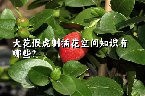 大花假虎刺插花空间知识有哪些？