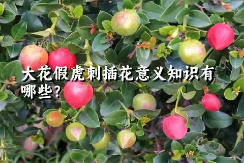 大花假虎刺插花意义知识有哪些？