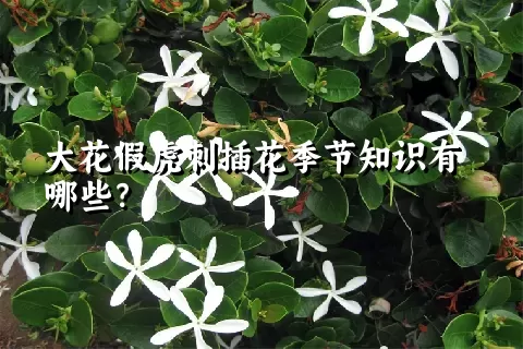 大花假虎刺插花季节知识有哪些？