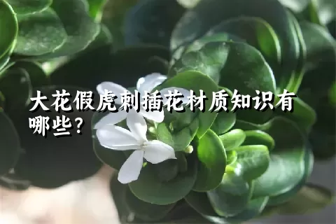 大花假虎刺插花材质知识有哪些？