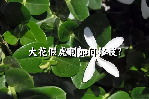 大花假虎刺如何修枝？