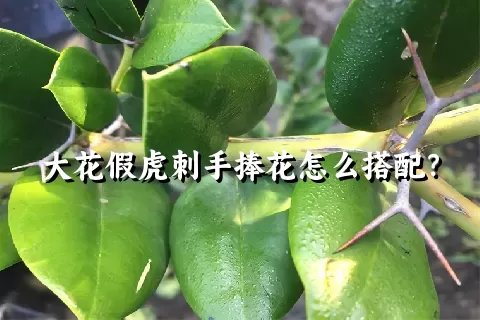 大花假虎刺手捧花怎么搭配？