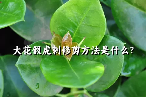 大花假虎刺修剪方法是什么？