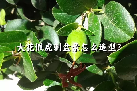 大花假虎刺盆景怎么造型？