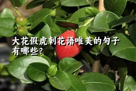 大花假虎刺花语唯美的句子有哪些？