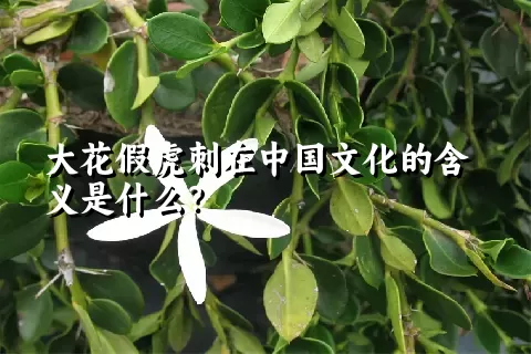 大花假虎刺在中国文化的含义是什么？