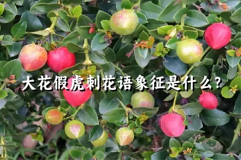 大花假虎刺花语象征是什么？