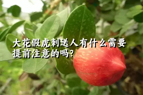 大花假虎刺送人有什么需要提前注意的吗？