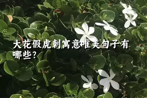 大花假虎刺寓意唯美句子有哪些？