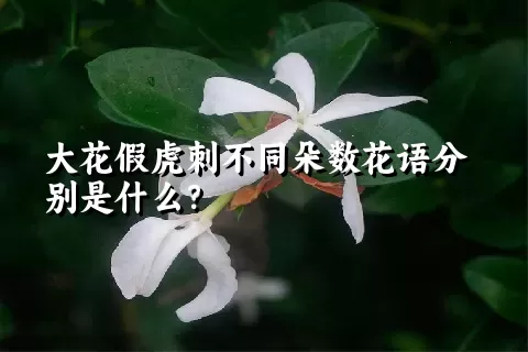 大花假虎刺不同朵数花语分别是什么？