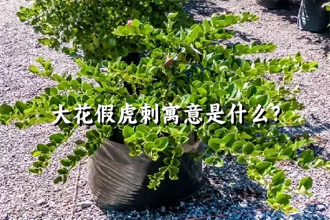 大花假虎刺寓意是什么？