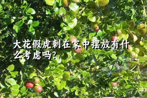 大花假虎刺在家中摆放有什么考虑吗？