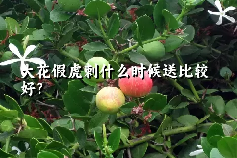 大花假虎刺什么时候送比较好？