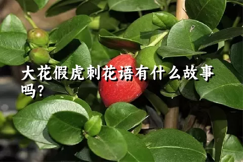 大花假虎刺花语有什么故事吗？