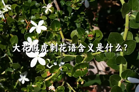 大花假虎刺花语含义是什么？