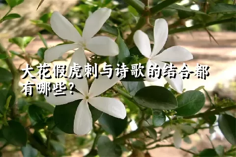 大花假虎刺与诗歌的结合都有哪些？