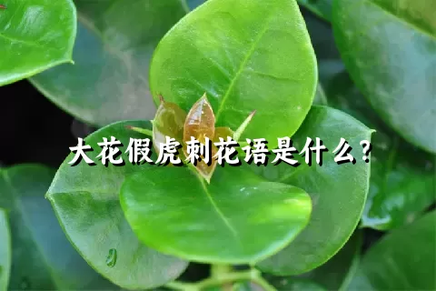 大花假虎刺花语是什么？