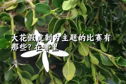 大花假虎刺为主题的比赛有那些？在哪里