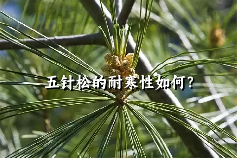 五针松的耐寒性如何？