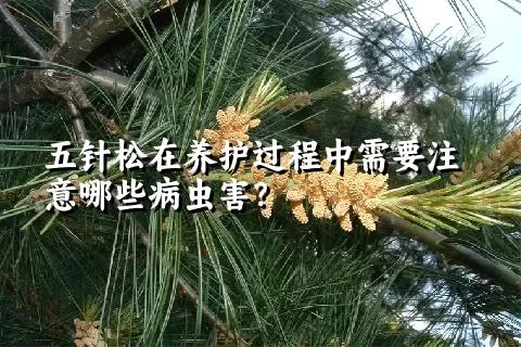 五针松在养护过程中需要注意哪些病虫害？