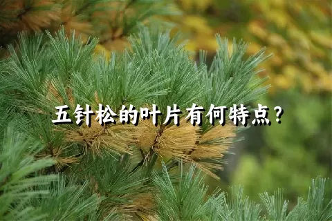 五针松的叶片有何特点？