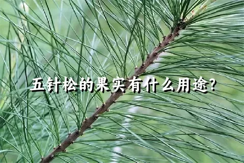 五针松的果实有什么用途？