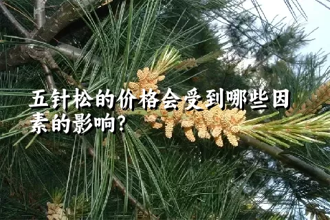 五针松的价格会受到哪些因素的影响？