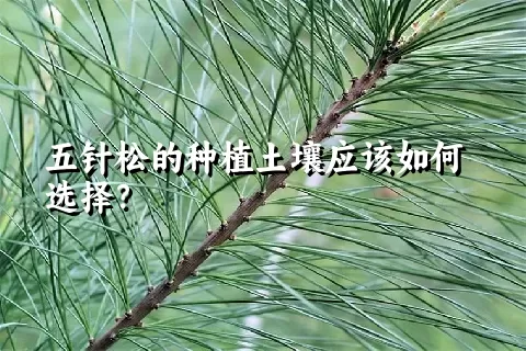 五针松的种植土壤应该如何选择？