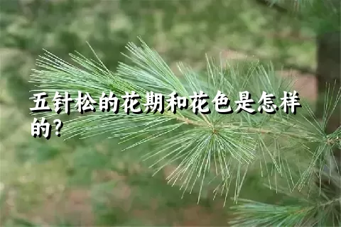 五针松的花期和花色是怎样的？