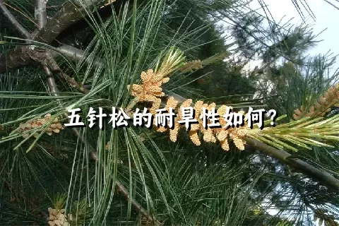 五针松的耐旱性如何？