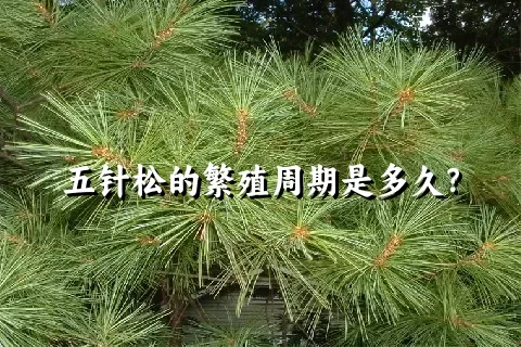 五针松的繁殖周期是多久？