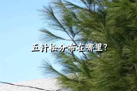 五针松分布在哪里?