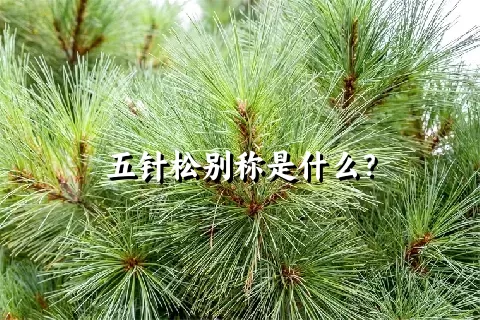 五针松别称是什么？