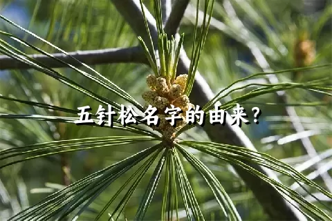 五针松名字的由来？