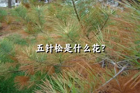 五针松是什么花？