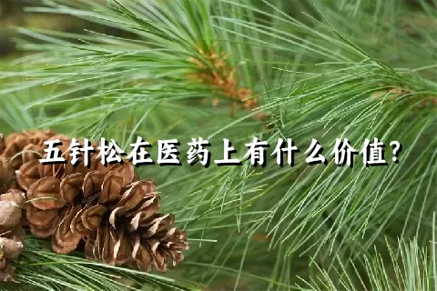 五针松在医药上有什么价值？