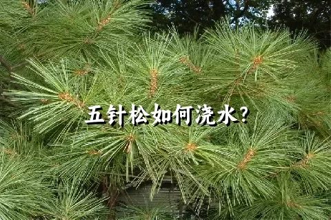 五针松如何浇水？